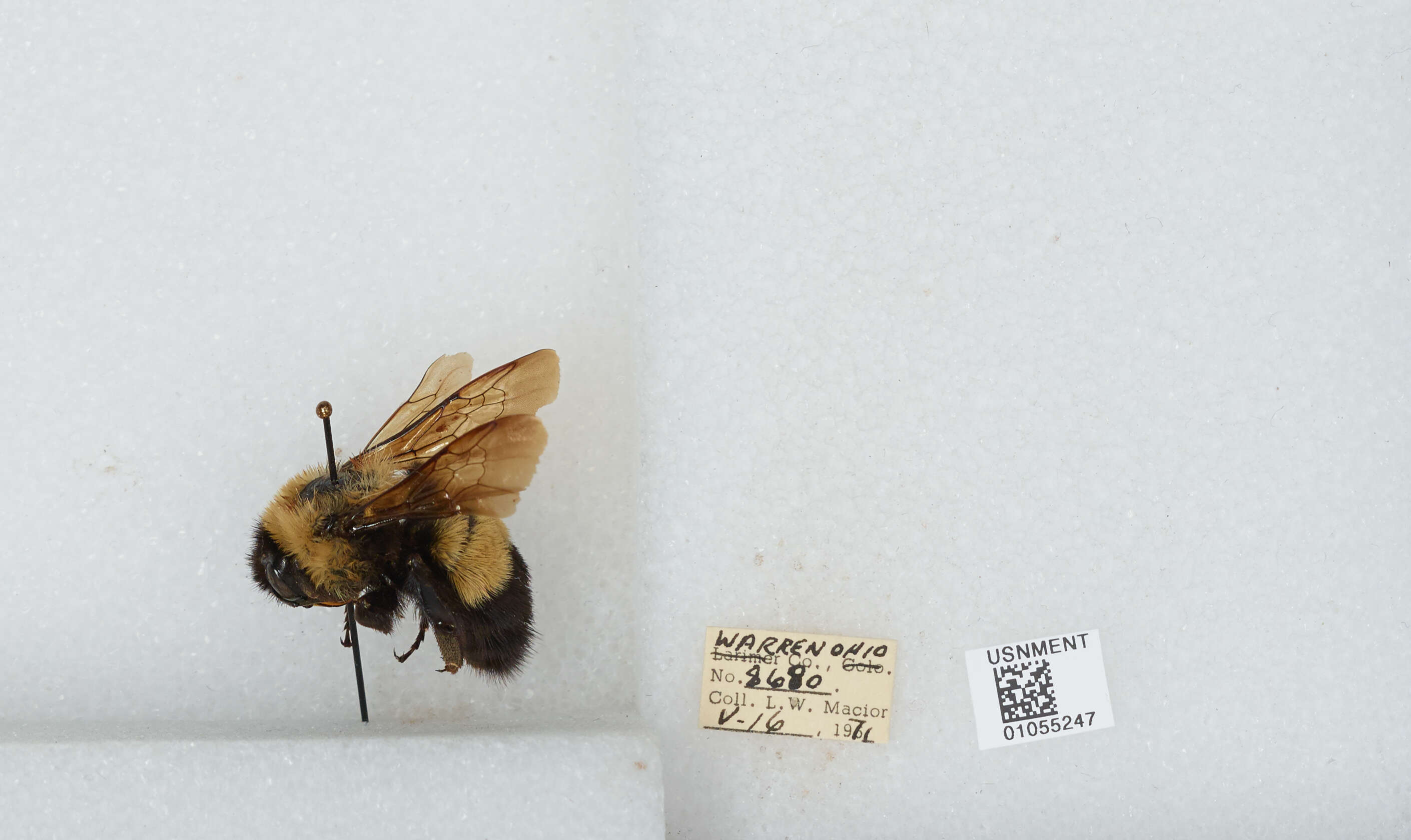 Слика од Bombus affinis Cresson 1864