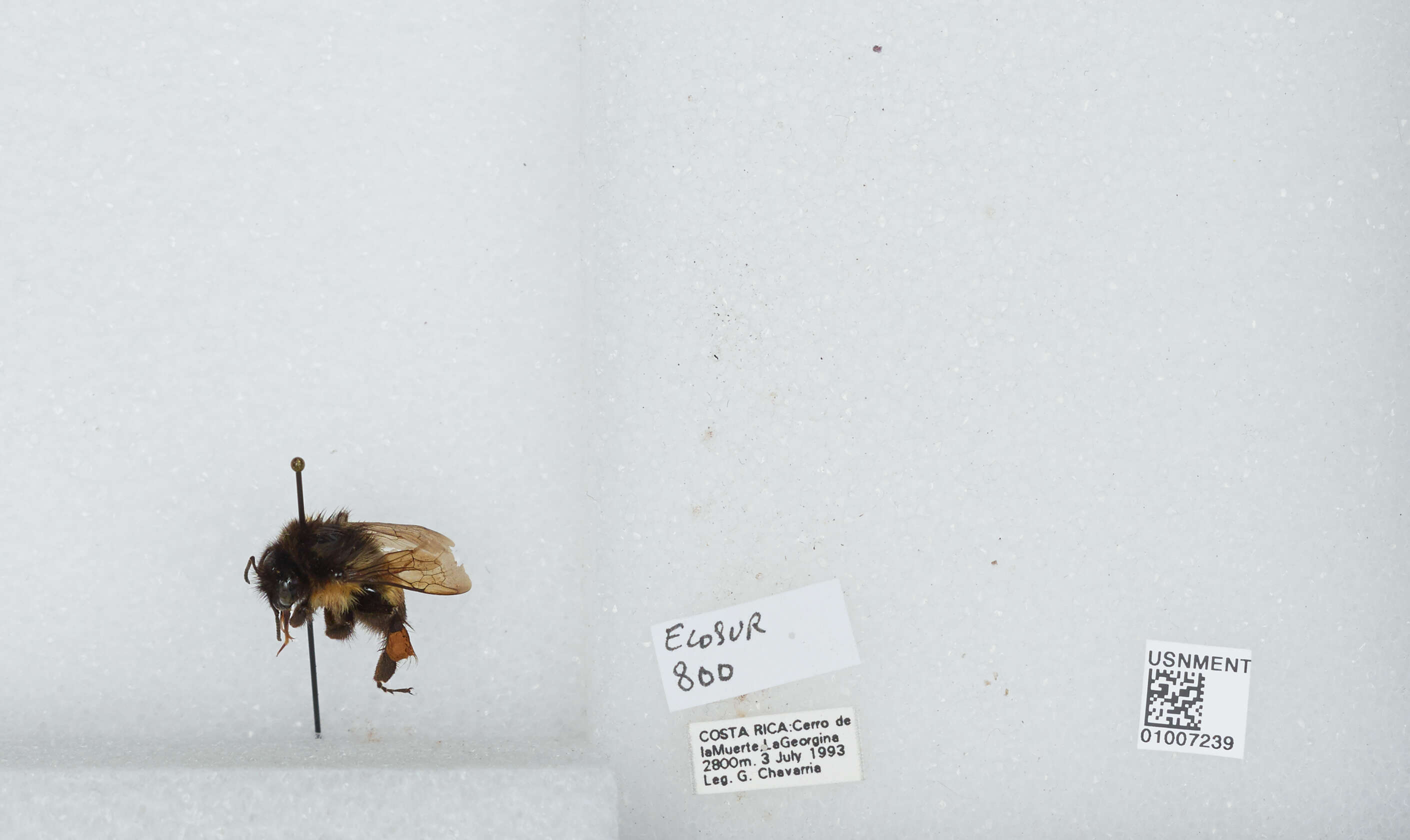 Bombus ephippiatus Say 1837 resmi