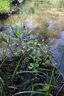 Image of seaside brookweed