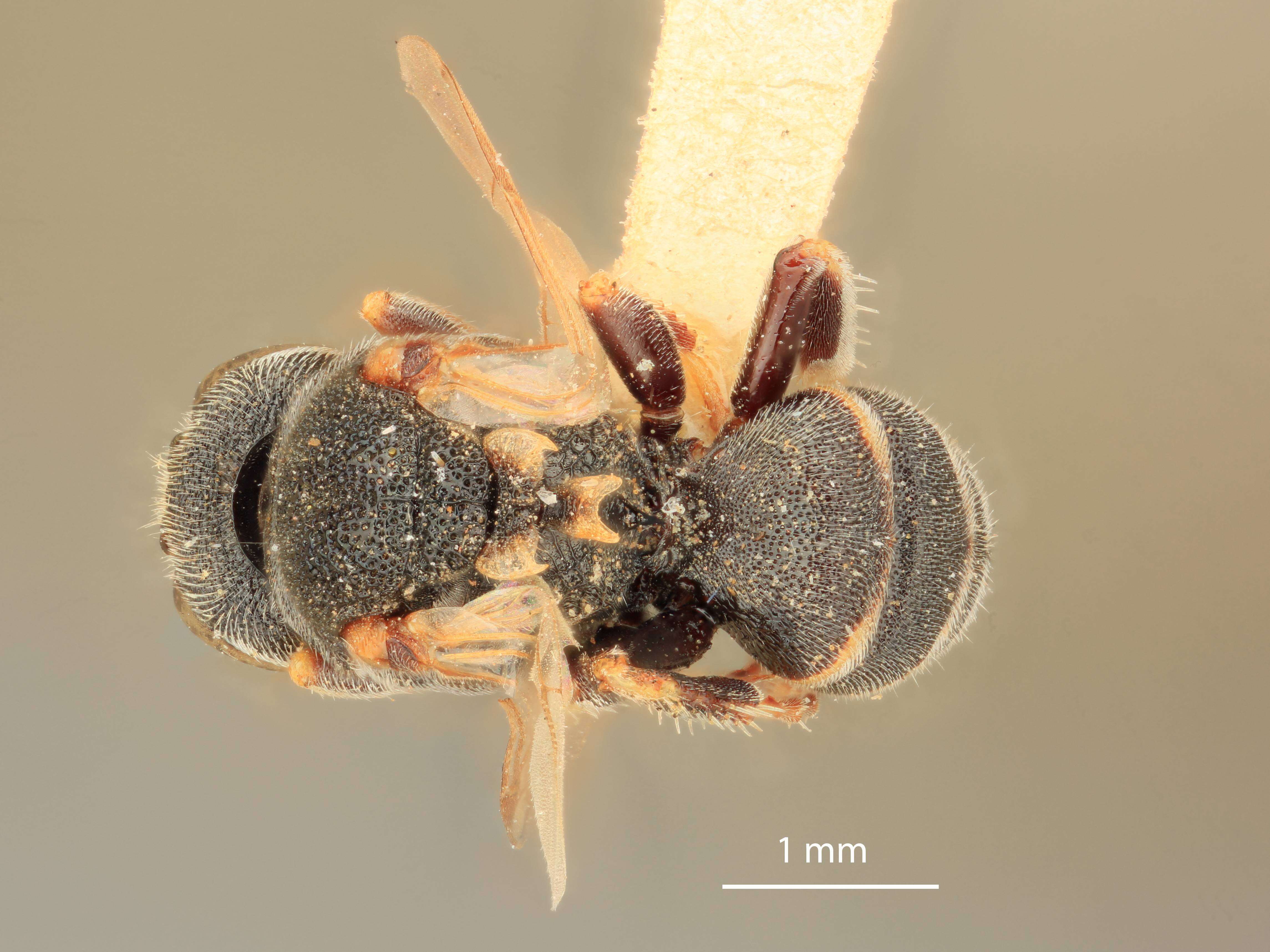 Oxybelus parvus Cresson 1865 resmi