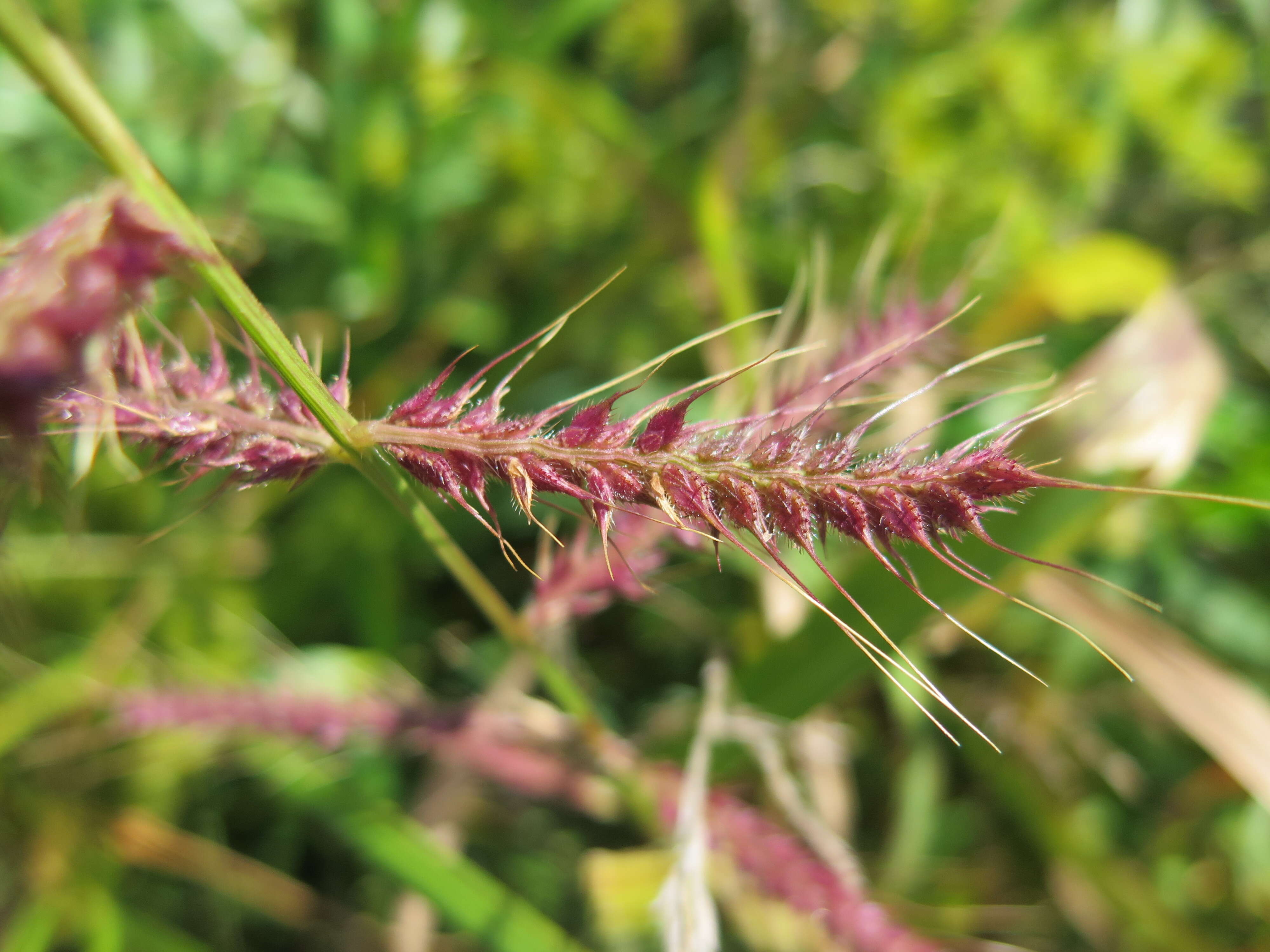 Echinochloa muricata (P. Beauv.) Fernald resmi