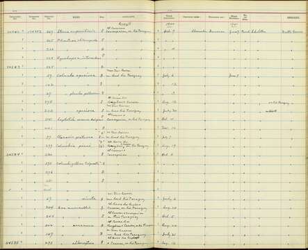 صورة Columbina talpacoti talpacoti (Temminck 1810)