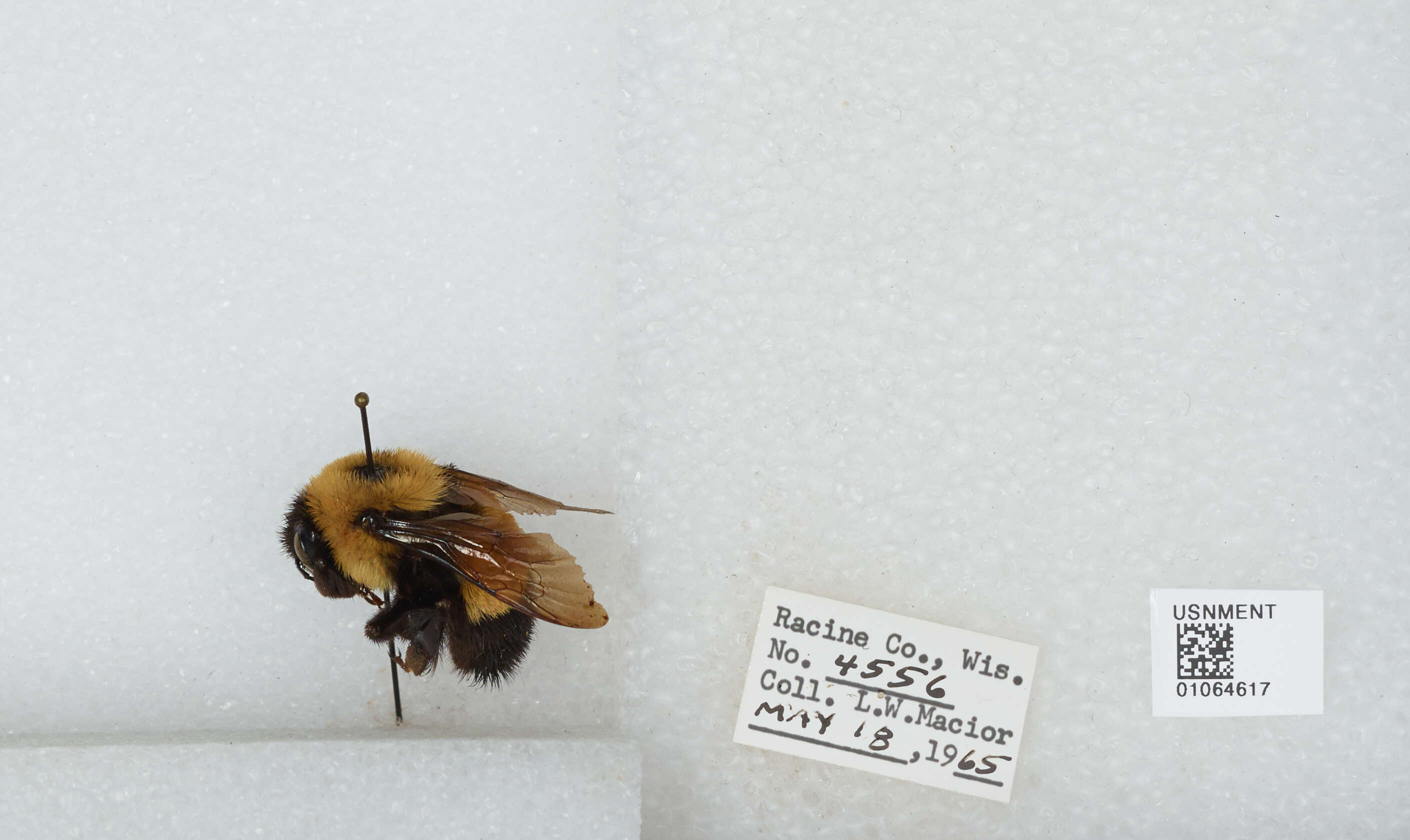 Слика од Bombus affinis Cresson 1864