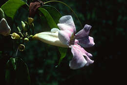 Image de Bignonia aequinoctialis L.