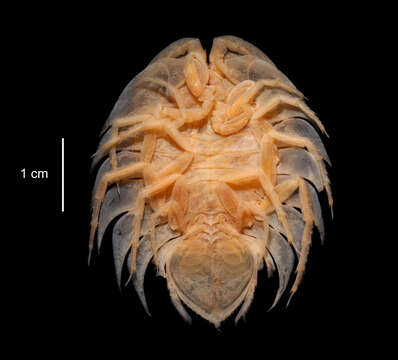 Image of Ceratoserolis Cals 1977