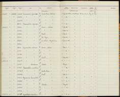 Gymnocichla nudiceps sanctamartae Ridgway 1908 resmi