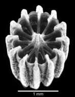 Image of Turbinolia stephensoni (Wells 1959)