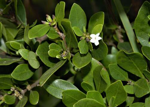 صورة Cordiera concolor (Cham.) Kuntze