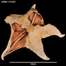 Image of Acodontaster marginatus (Koehler 1912)