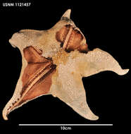 Image of Acodontaster marginatus (Koehler 1912)