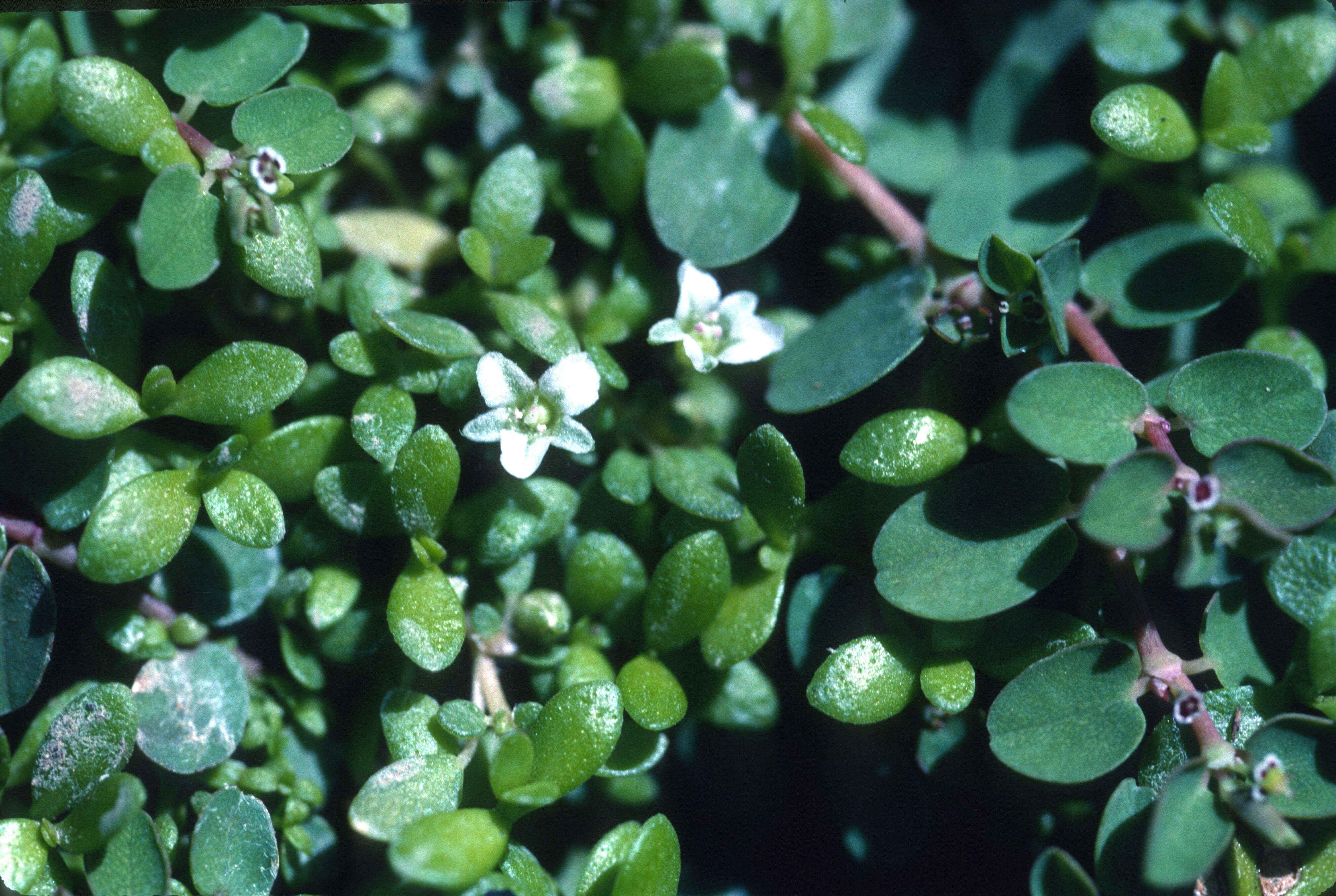 Imagem de Sesuvium humifusum (Turpin) Bohley & G. Kadereit