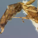 Image of Aspilota floridensis Shenefelt 1974
