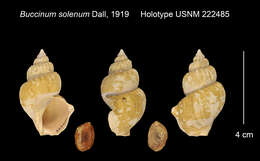 Image of Buccinum solenum Dall 1919