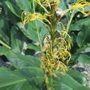 Image of Hedychium glabrum S. Q. Tong