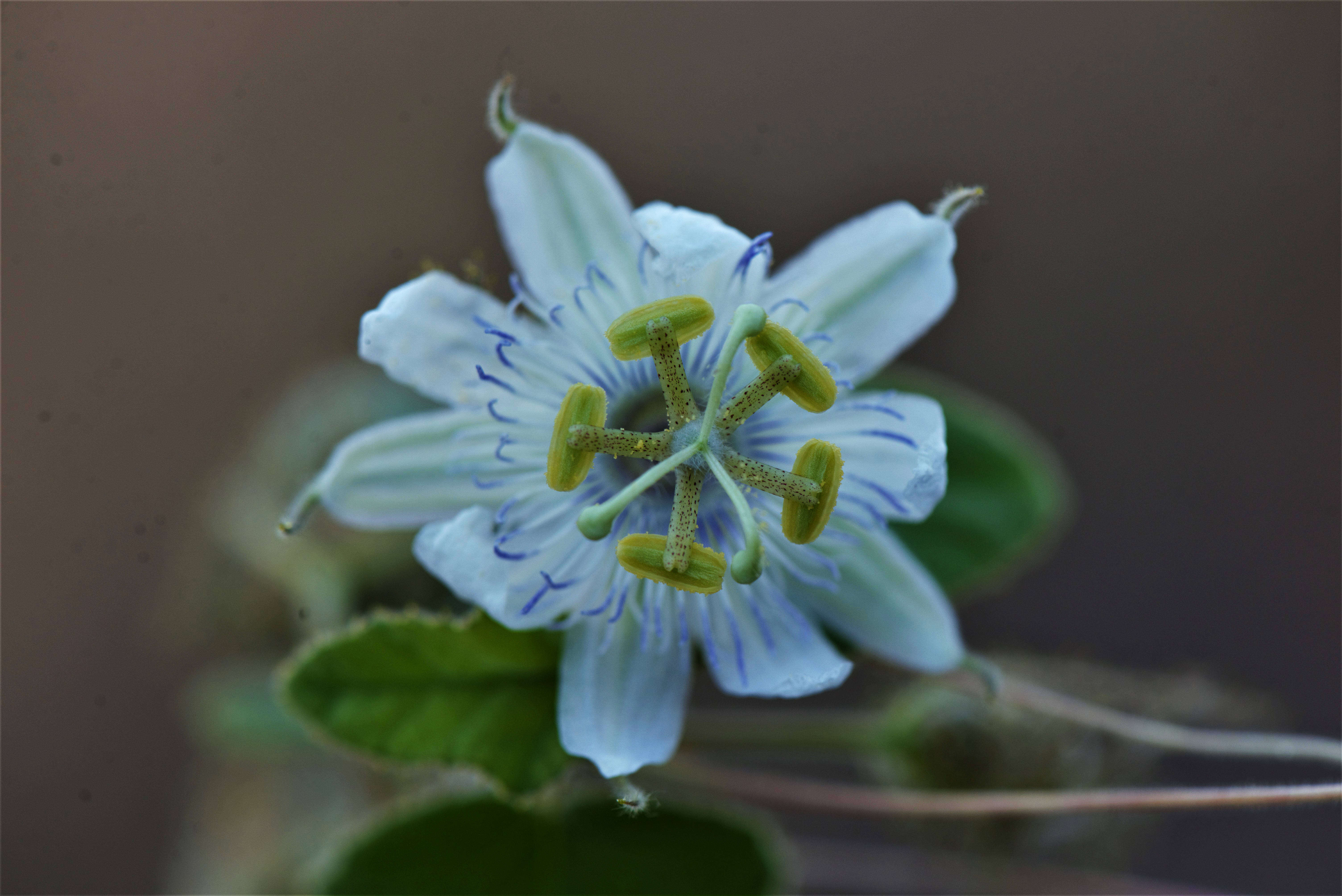 Image of fetid passionflower