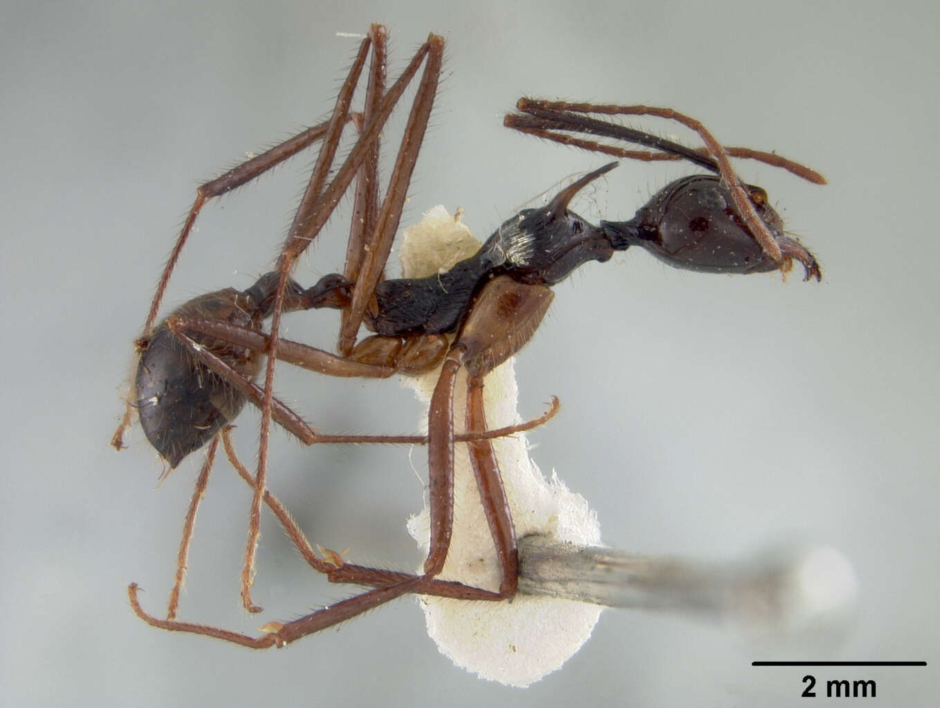 Image of Aphaenogaster quadrispina Emery 1911