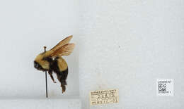 Слика од Bombus affinis Cresson 1864