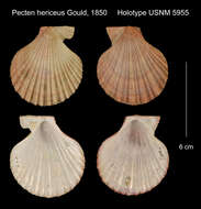 Image of <i>Pecten hericeus</i> Gould