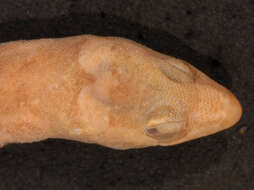 Image of Pseudogonatodes