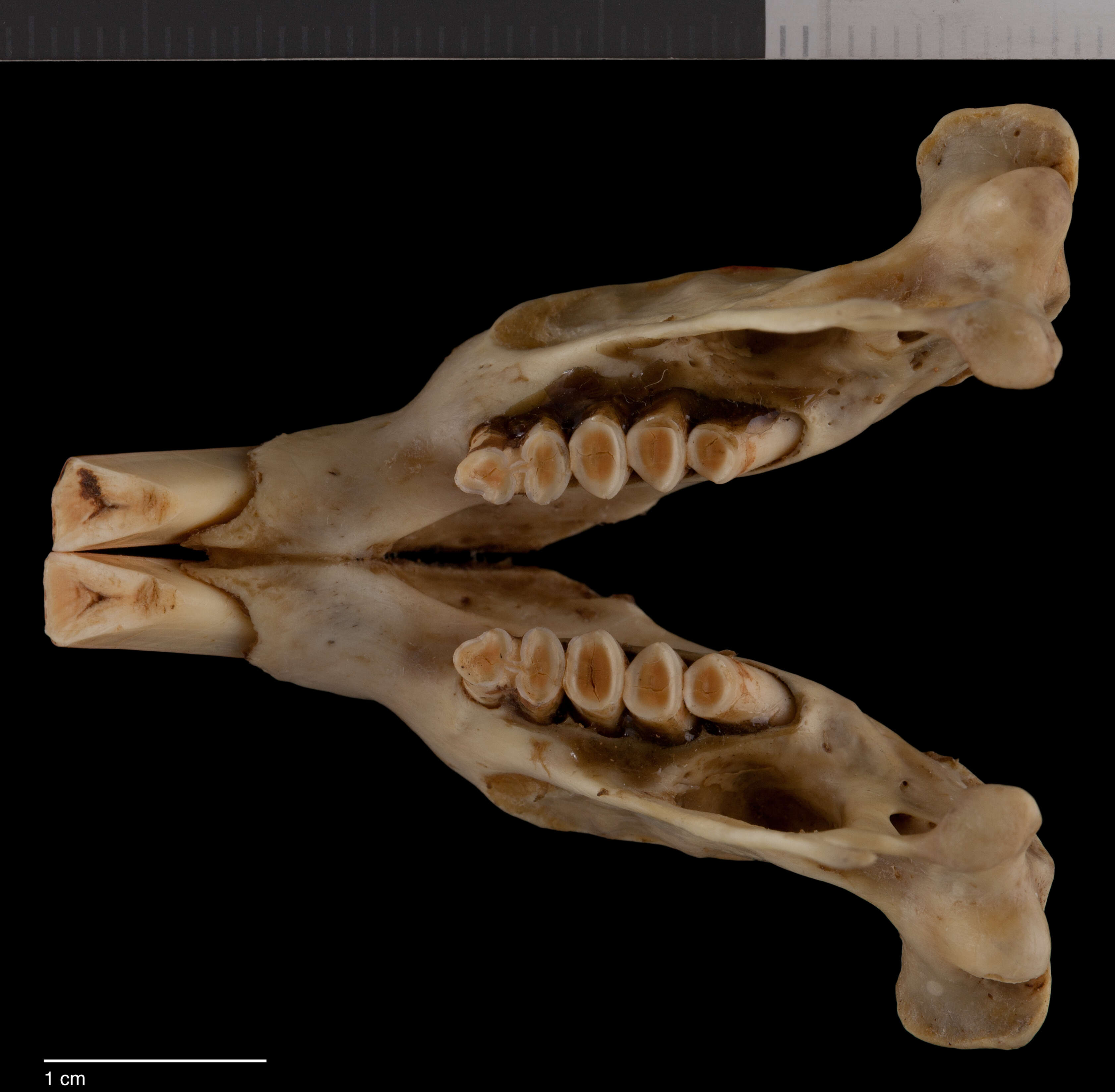 Слика од Orthogeomys hispidus teapensis (Goldman 1939)