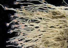 Image of pinkmouth hydroid