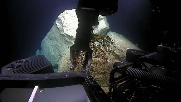 Image of armoured sea fan coral