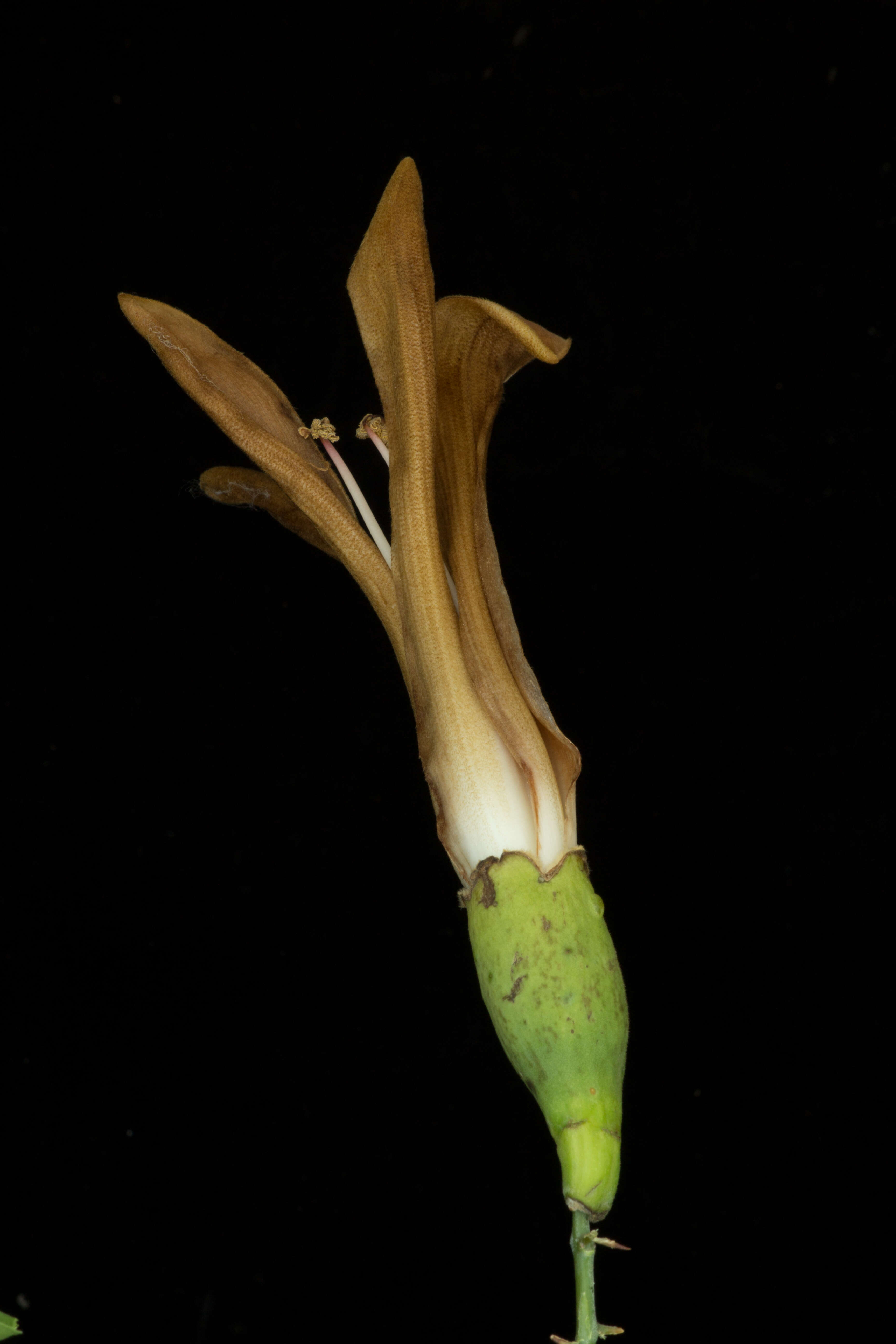 Image de Ceiba aesculifolia (Kunth) Britten & E. G. Baker