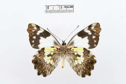 Image of Leodonta dysoni (Doubleday 1847)