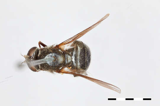 Image of Cartosyrphus gemini Shannon