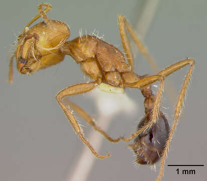 Image of California Harvester Ant