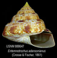 Entemnotrochus P. Fischer 1885 resmi