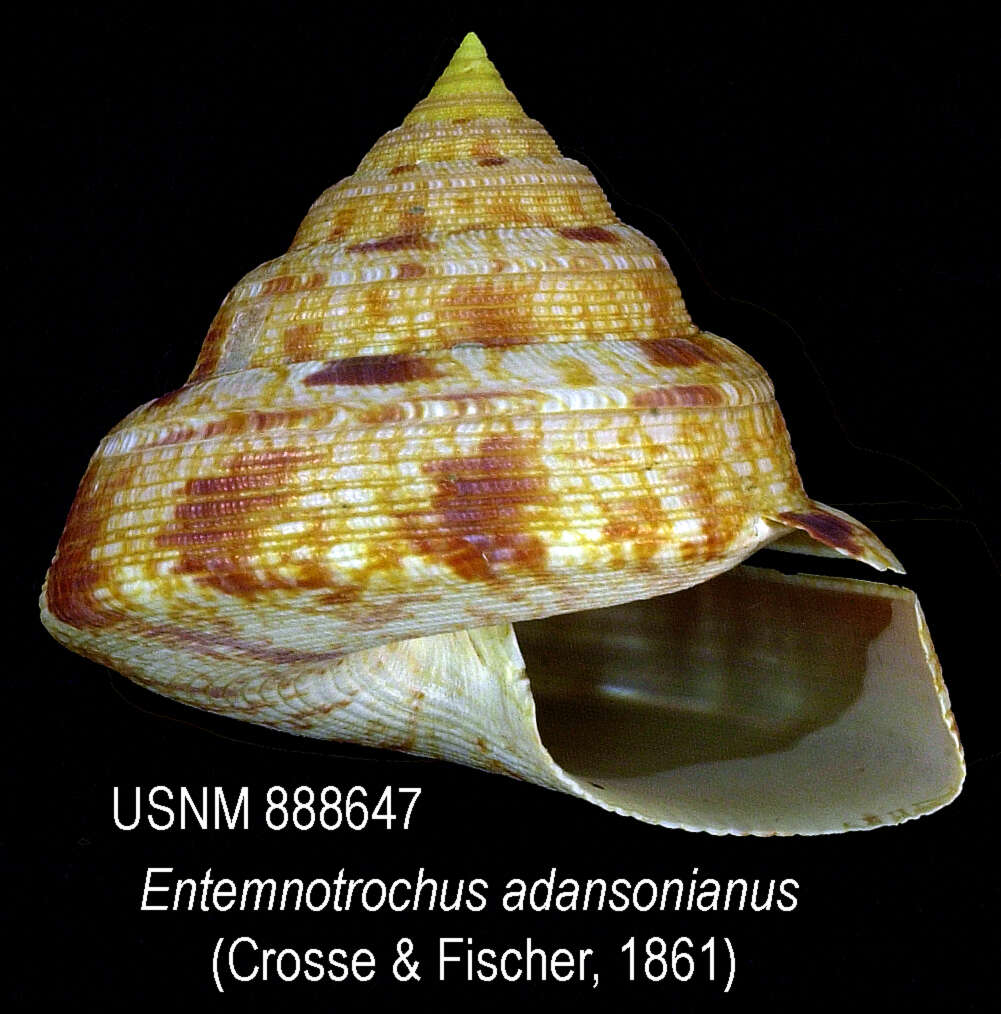 Entemnotrochus P. Fischer 1885 resmi