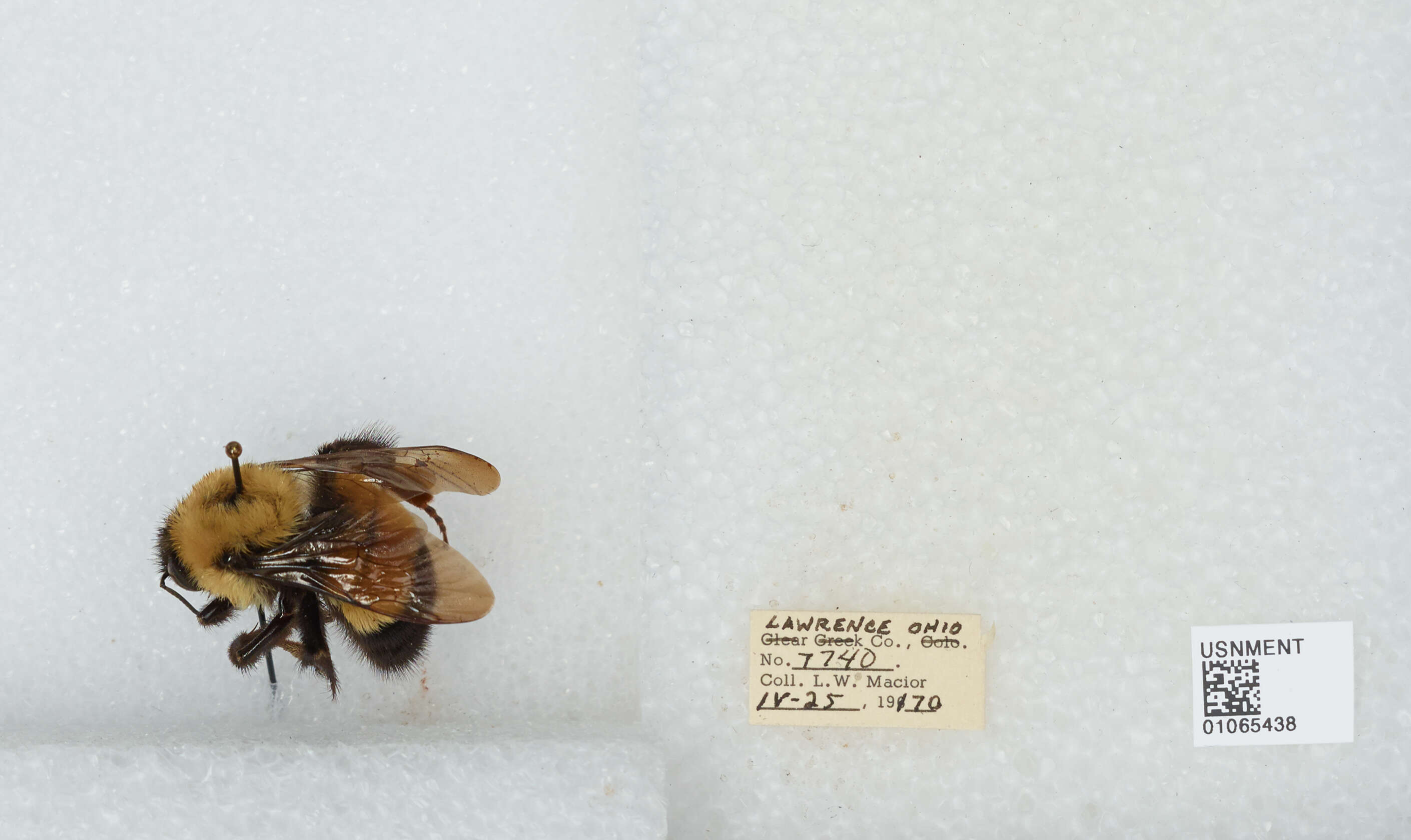 Слика од Bombus affinis Cresson 1864