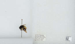 Bombus ephippiatus Say 1837 resmi