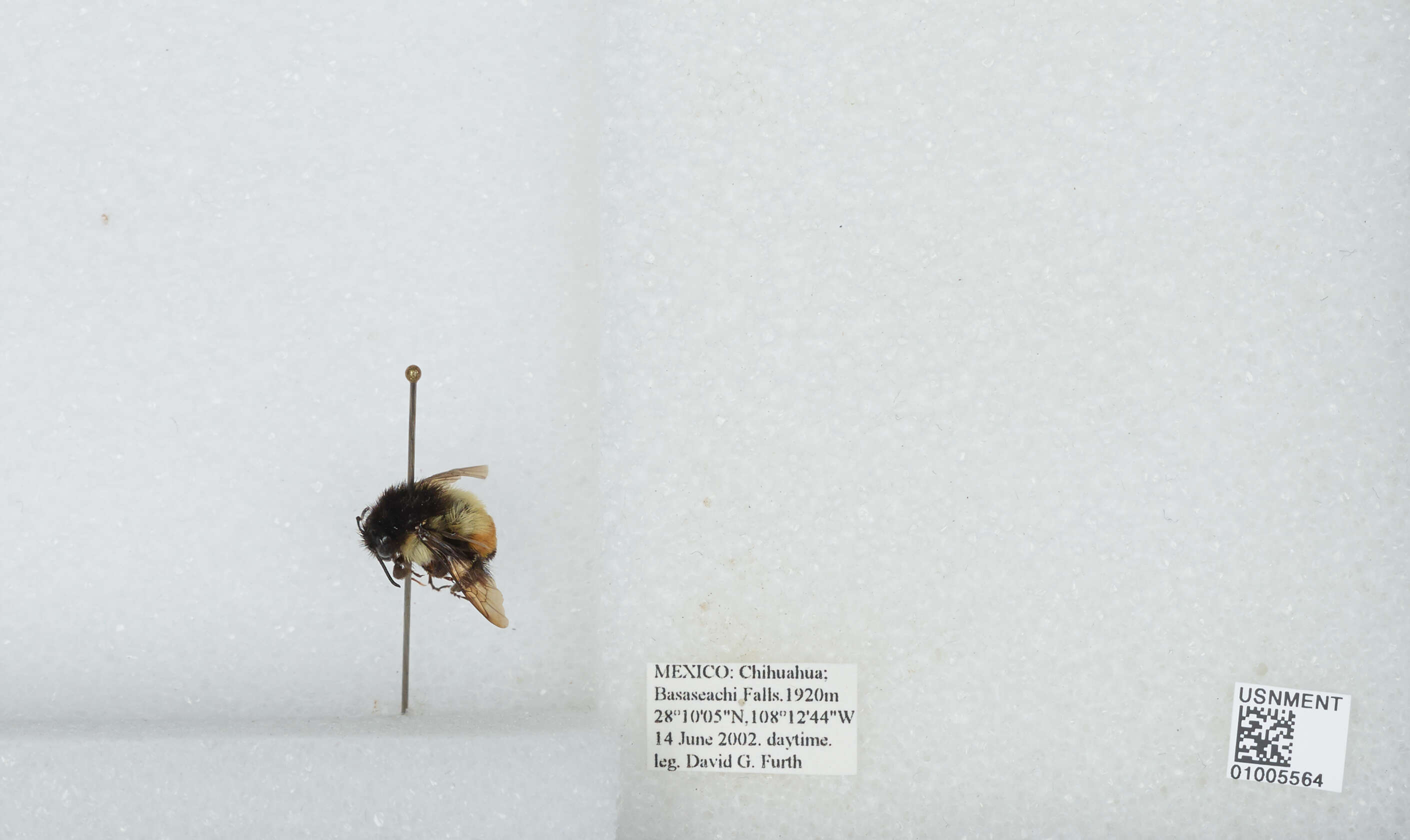 Bombus ephippiatus Say 1837 resmi