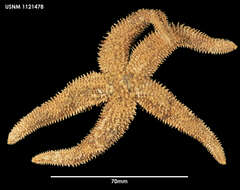Image of Lethasterias australis Fisher 1923