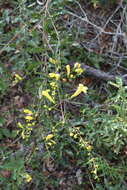 Image of smooth yellow false foxglove