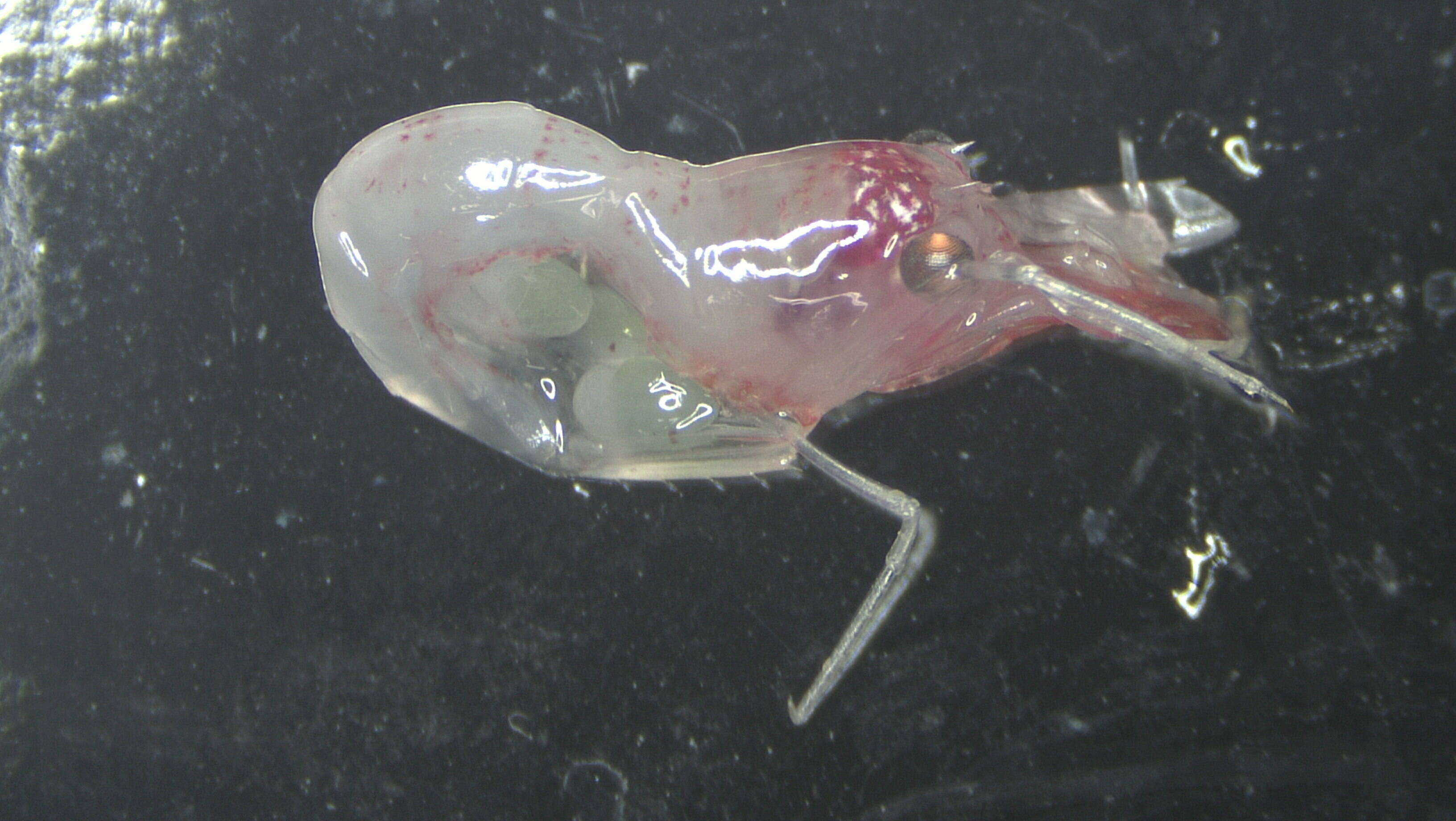 Image of animals