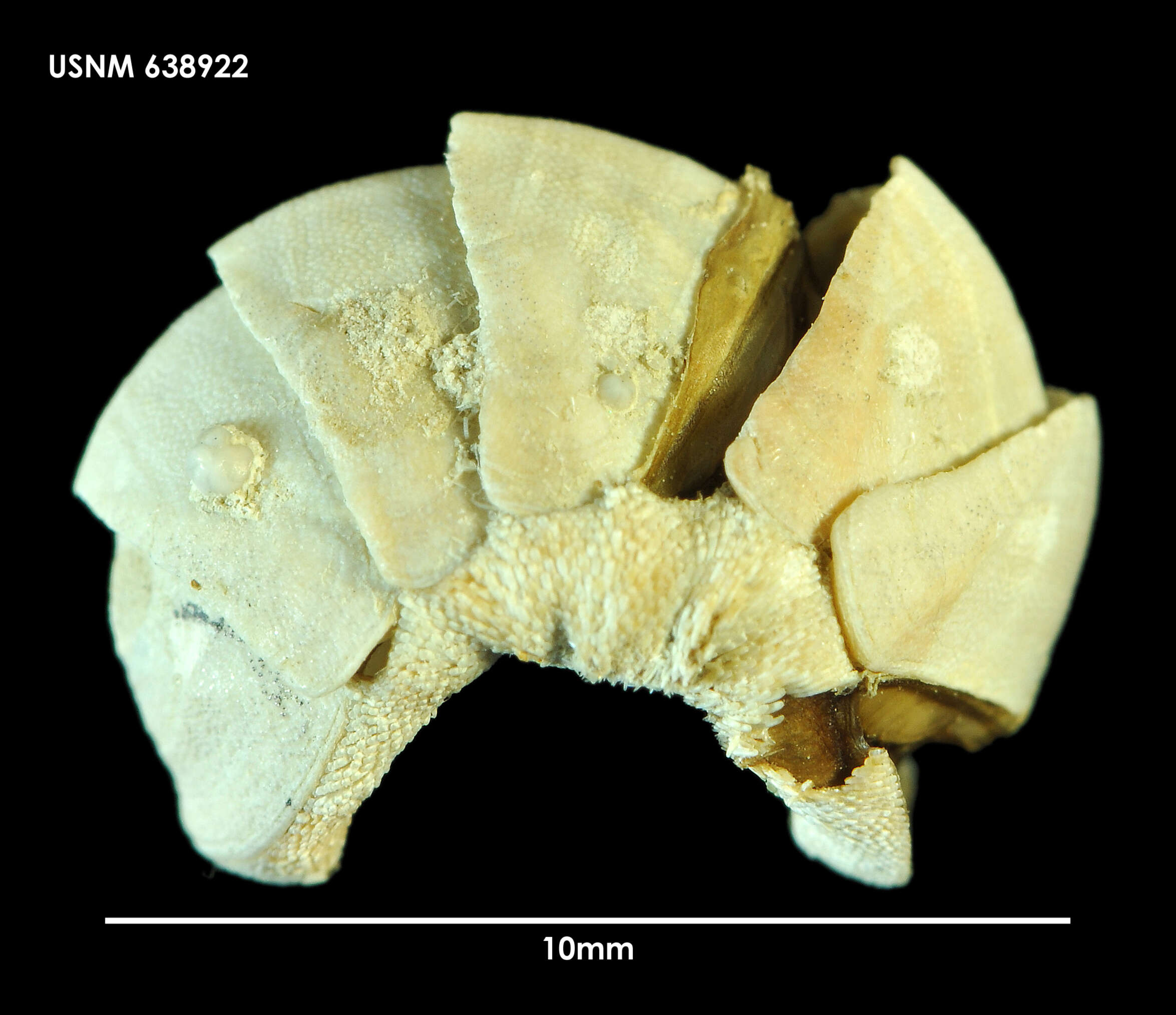 Callochiton gaussi Thiele 1908 resmi