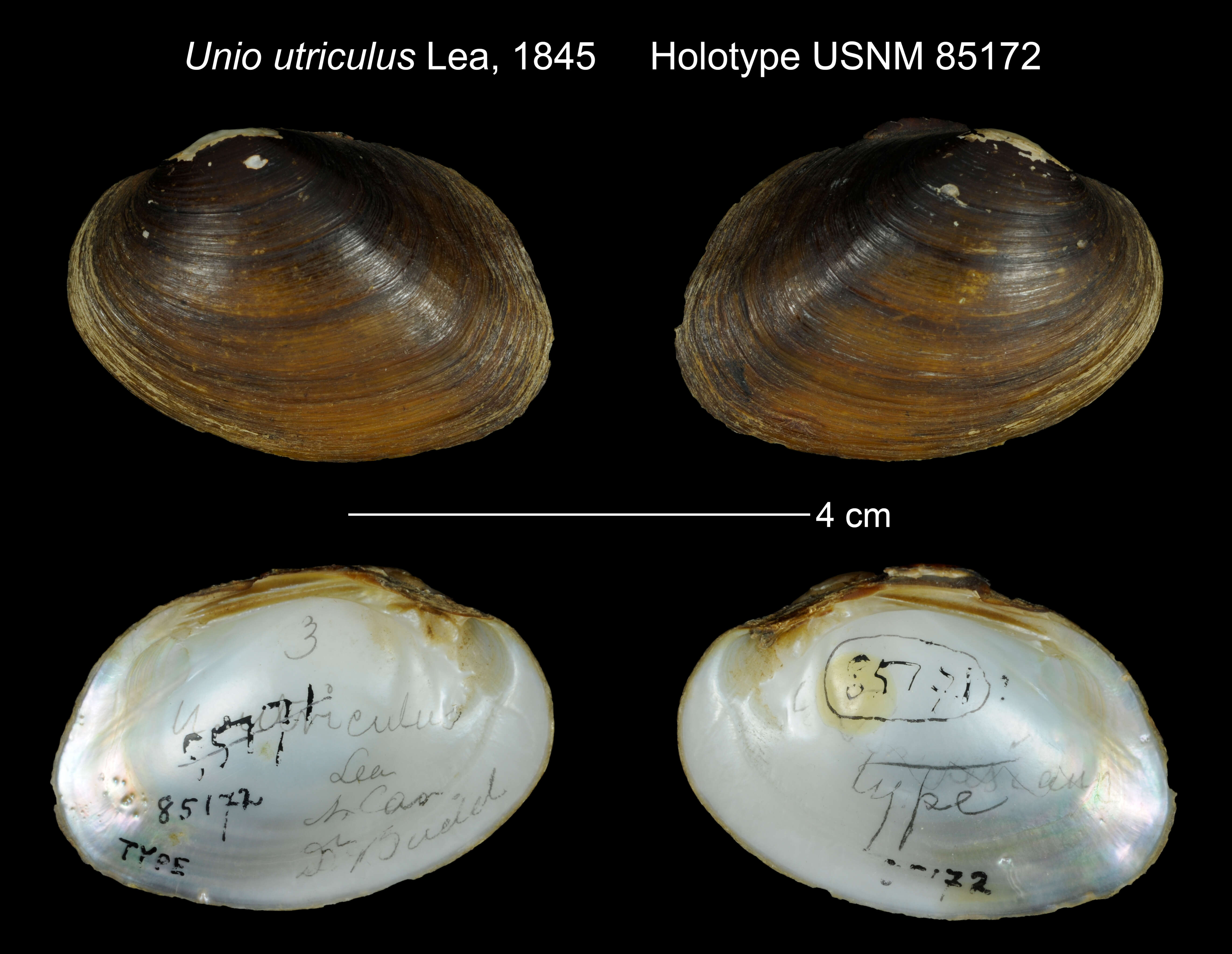 Image of Unio utriculus I. Lea 1845