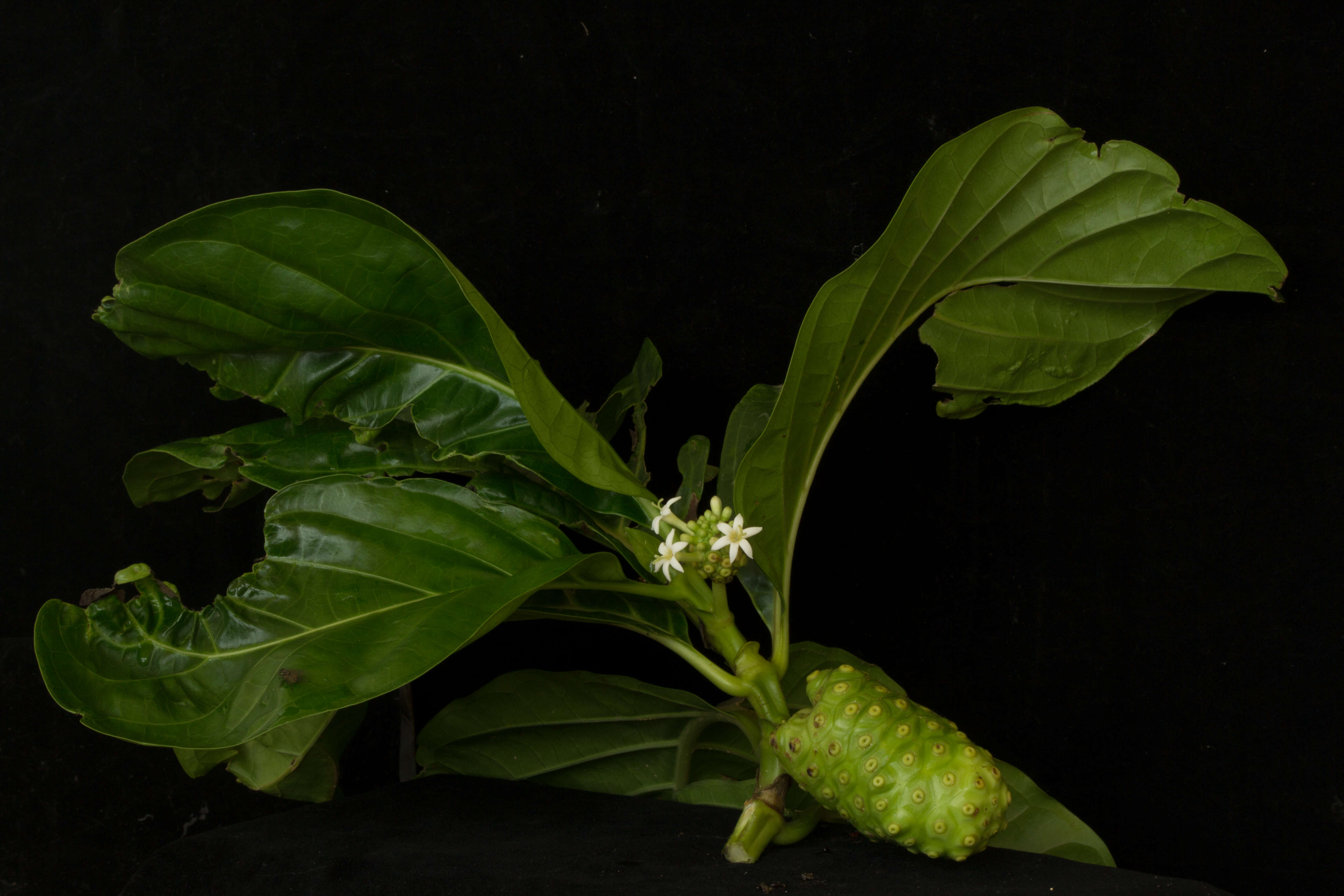 Image of Indian mulberry