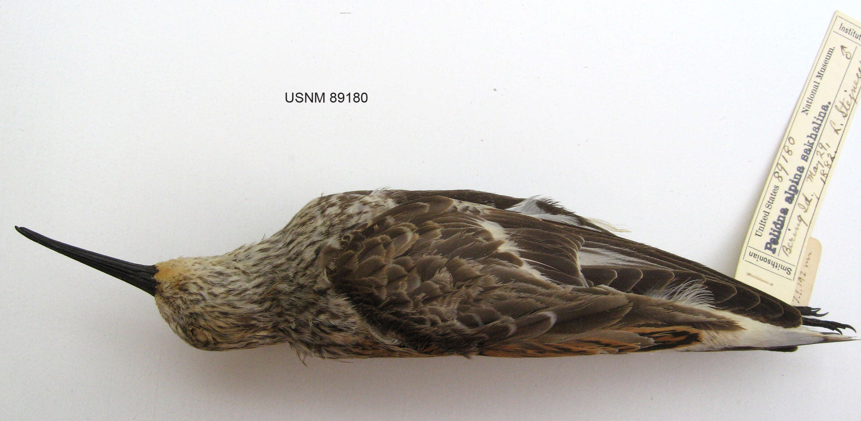 Image of Calidris alpina sakhalina (Vieillot 1816)