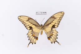 Image of Eastern Giant Swallowtail