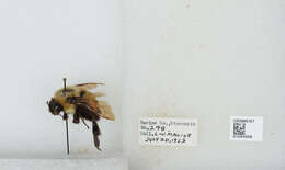 Слика од Bombus affinis Cresson 1864