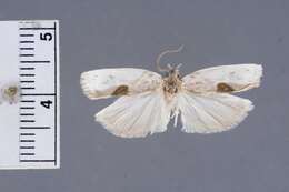 Image of Antaeotricha monoclona Meyrick 1932