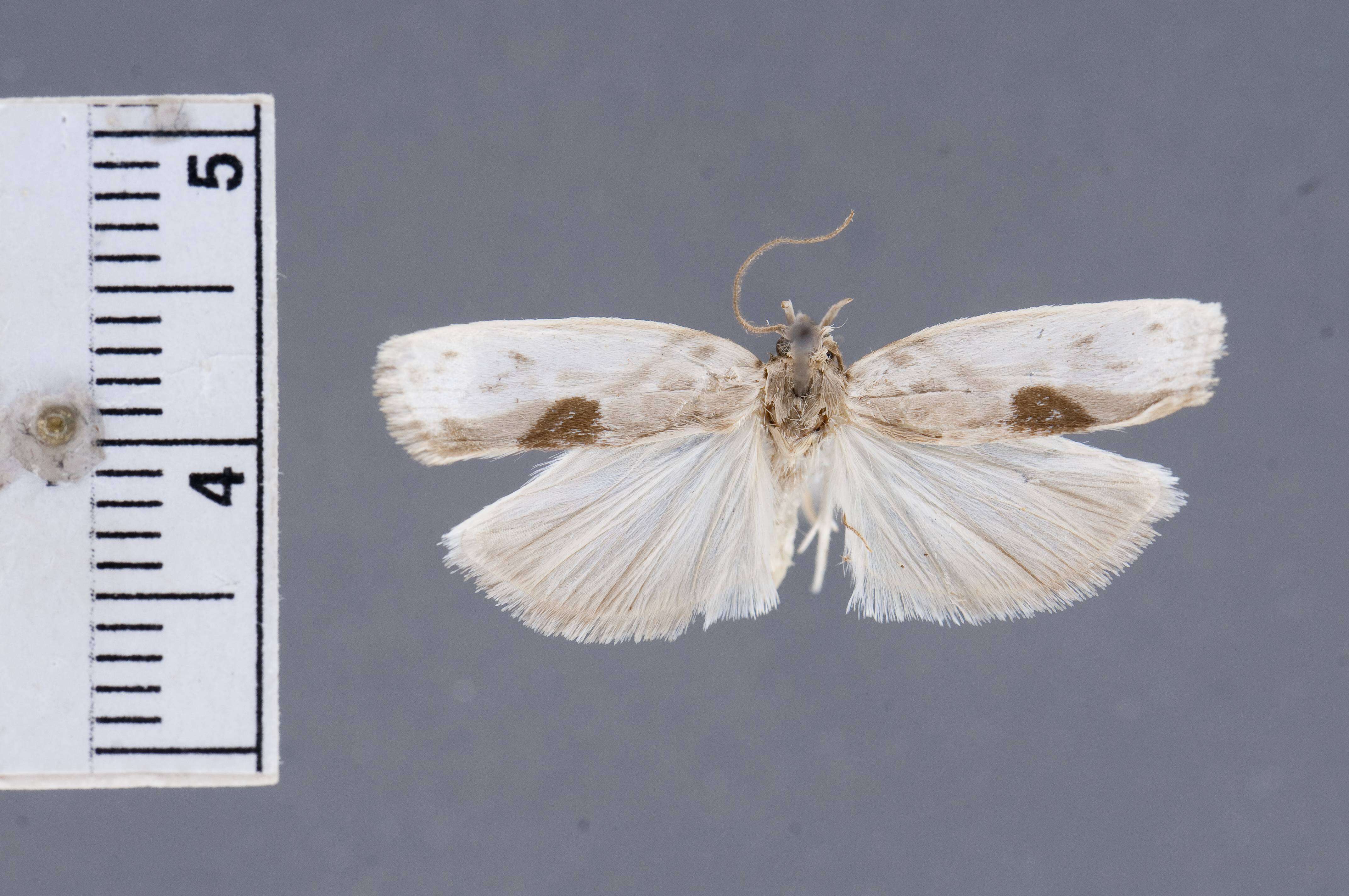 Image of Antaeotricha monoclona Meyrick 1932