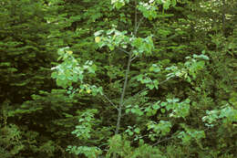 Image of bigtooth aspen