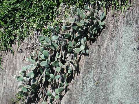 Image of Barbary Fig