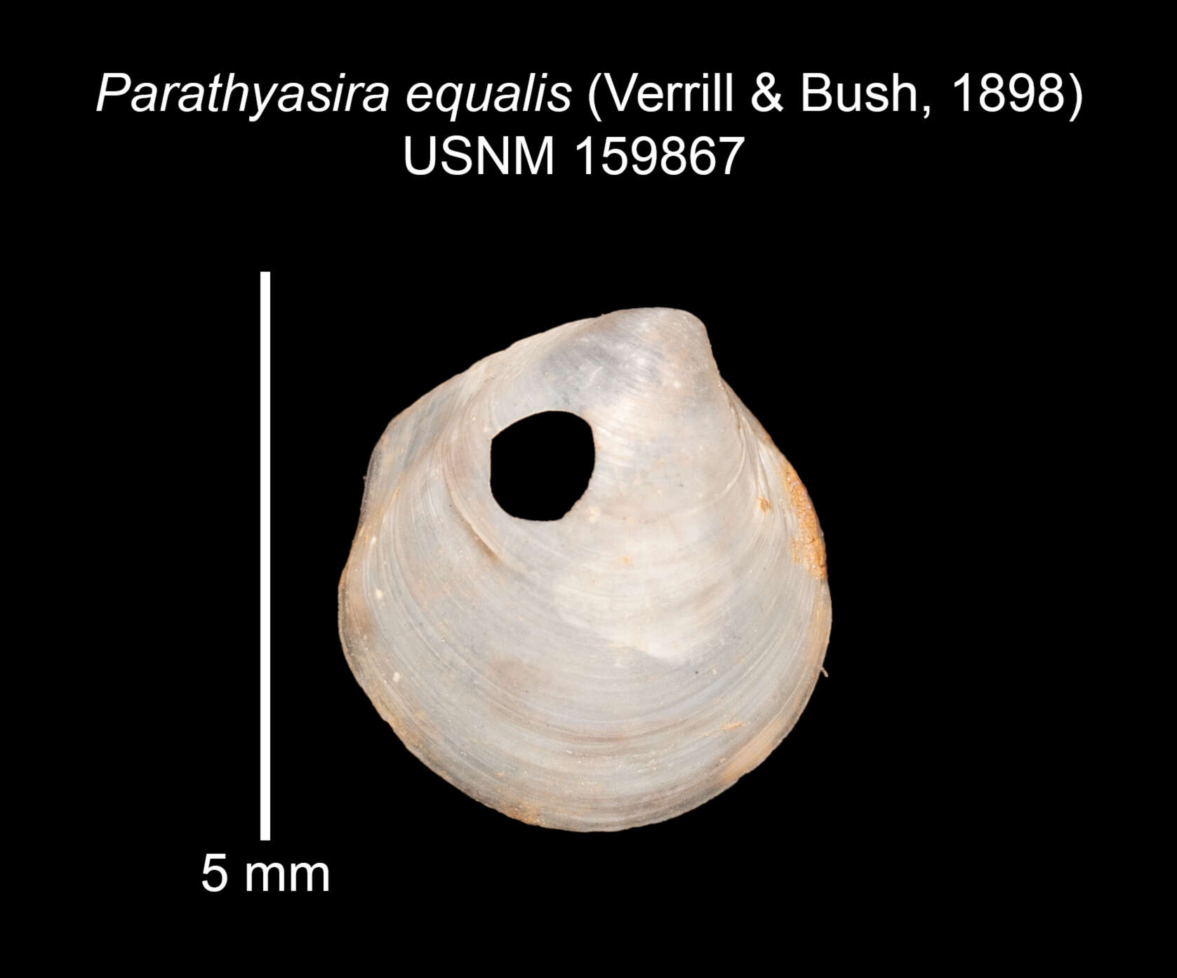 Image of Parathyasira equalis (Verrill & Bush 1898)