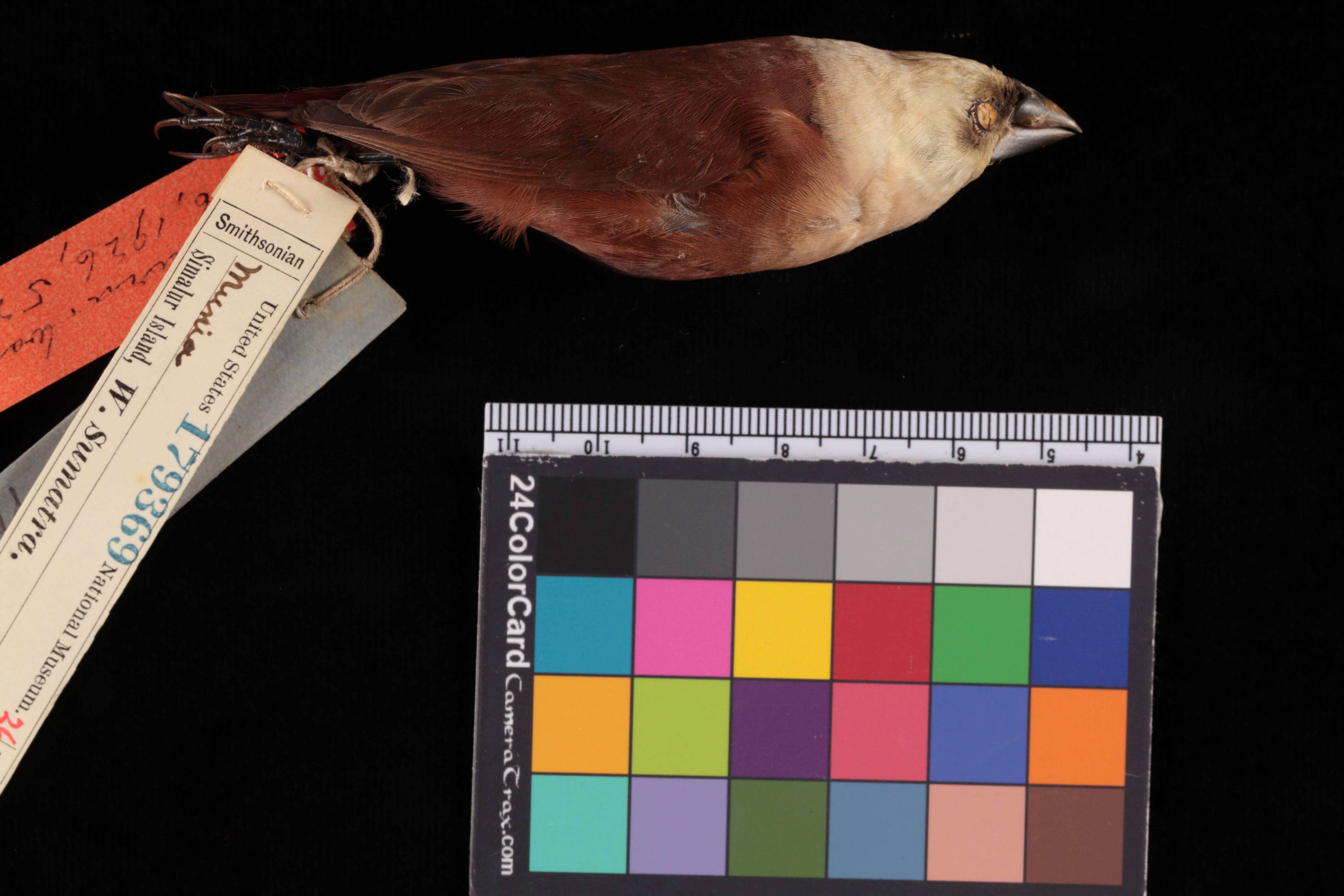 Image of White-headed Munia